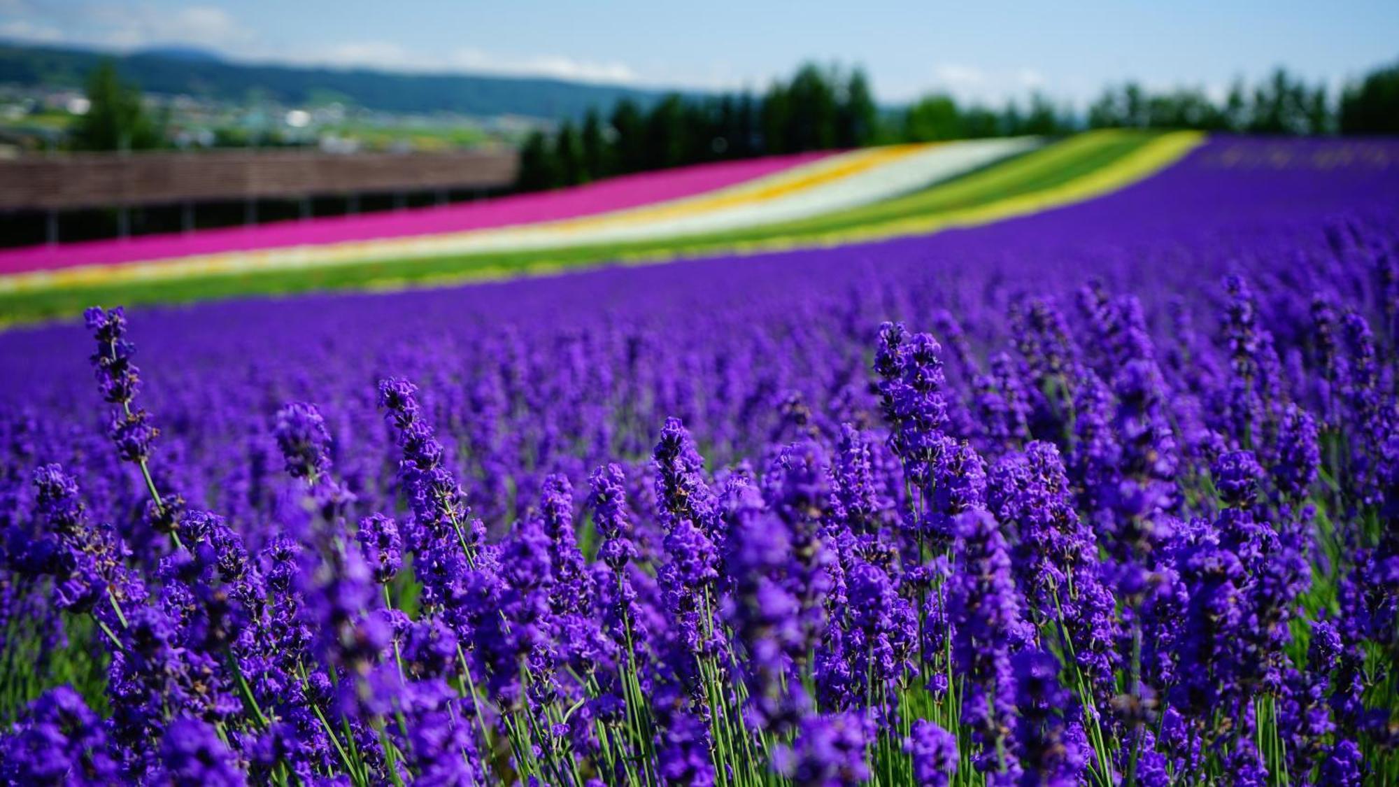 Furano Natulux Hotel Buitenkant foto